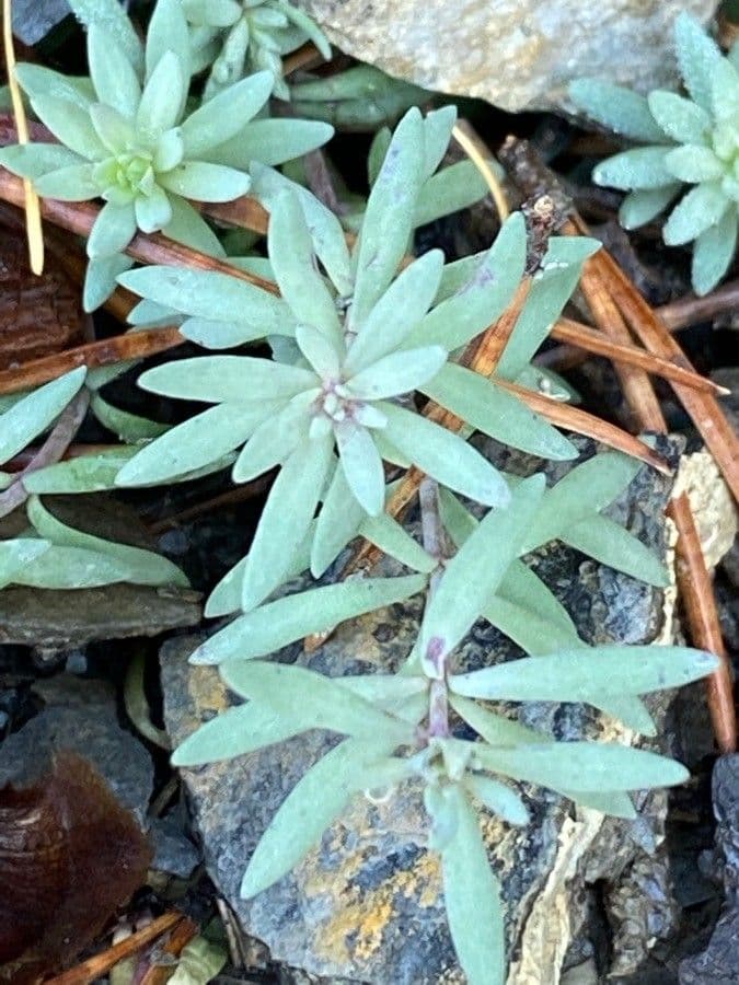 Linaria alpina 19