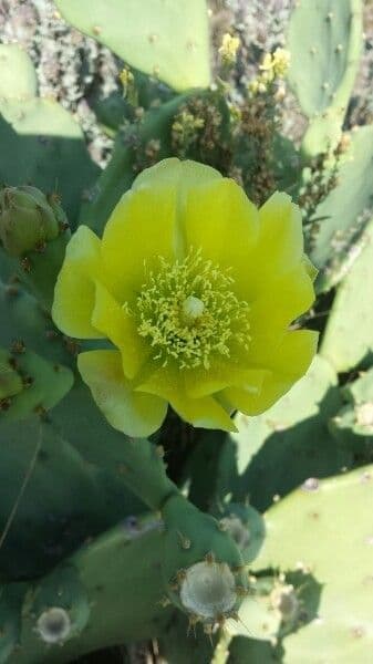 Erect prickly-pear 28