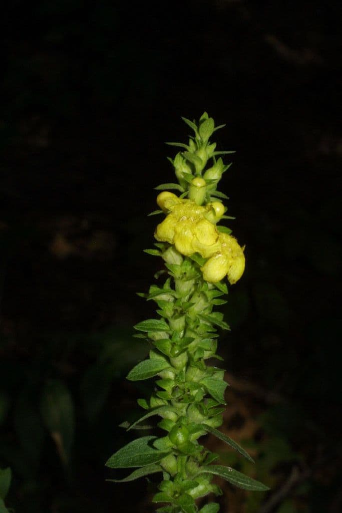 Dasistoma 5