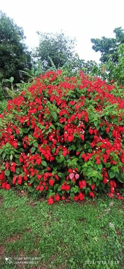 Mussaenda erythrophylla 9