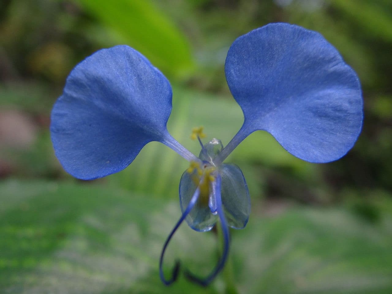Wegerichblättrige Commelina 3