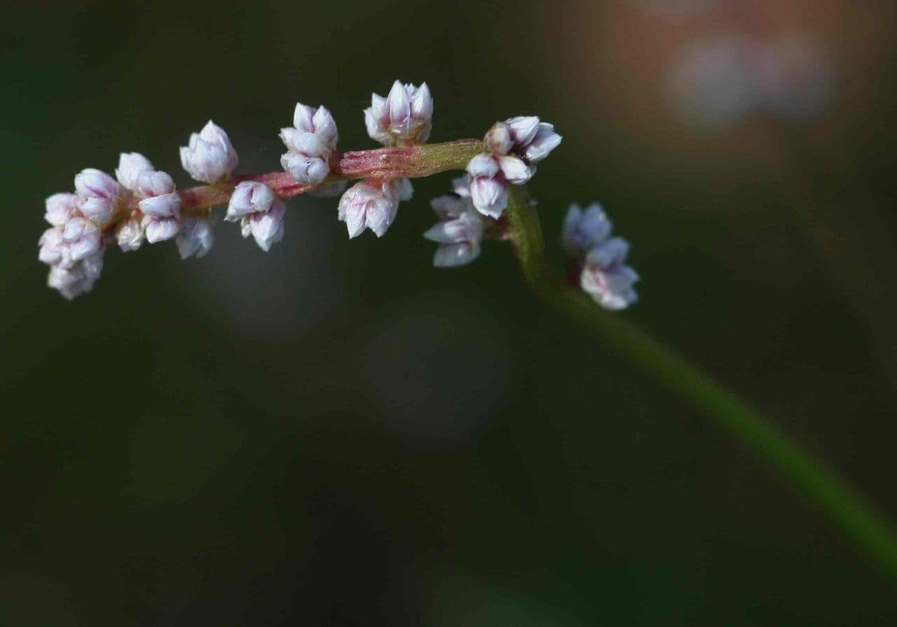 Celosia 3