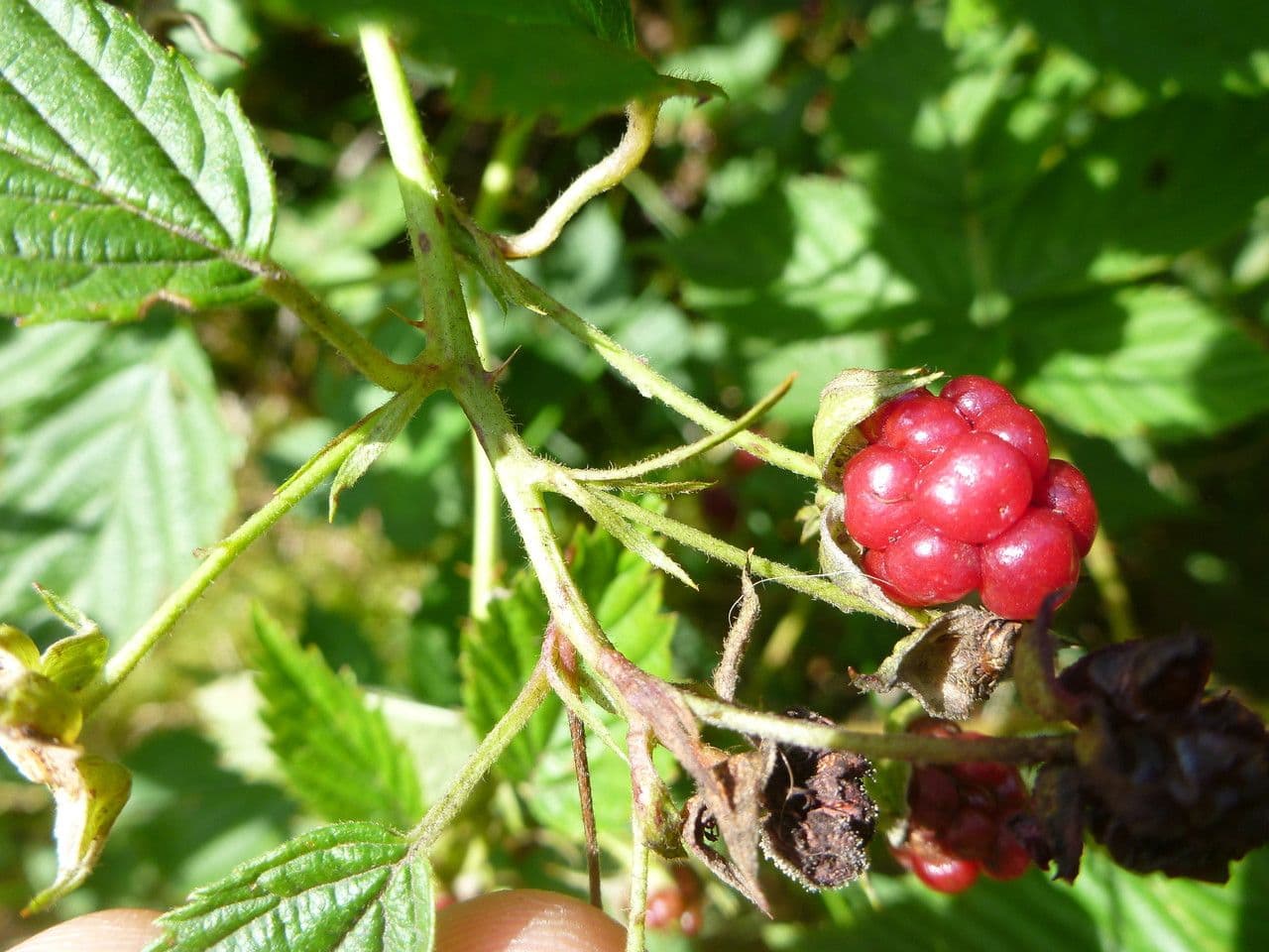 Rote Brombeere 3
