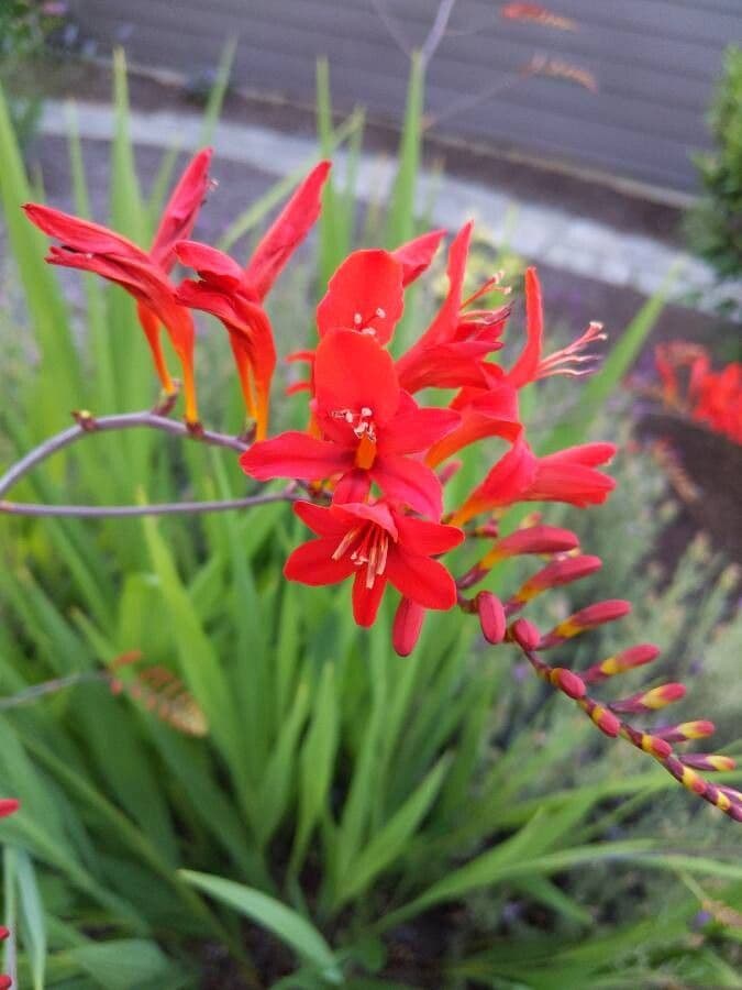 Watsonia meriana 9