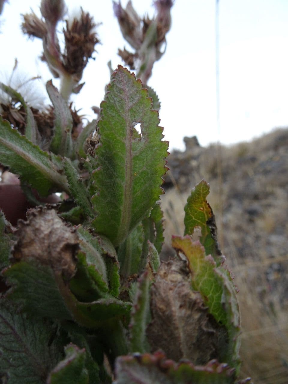 Senecione 4