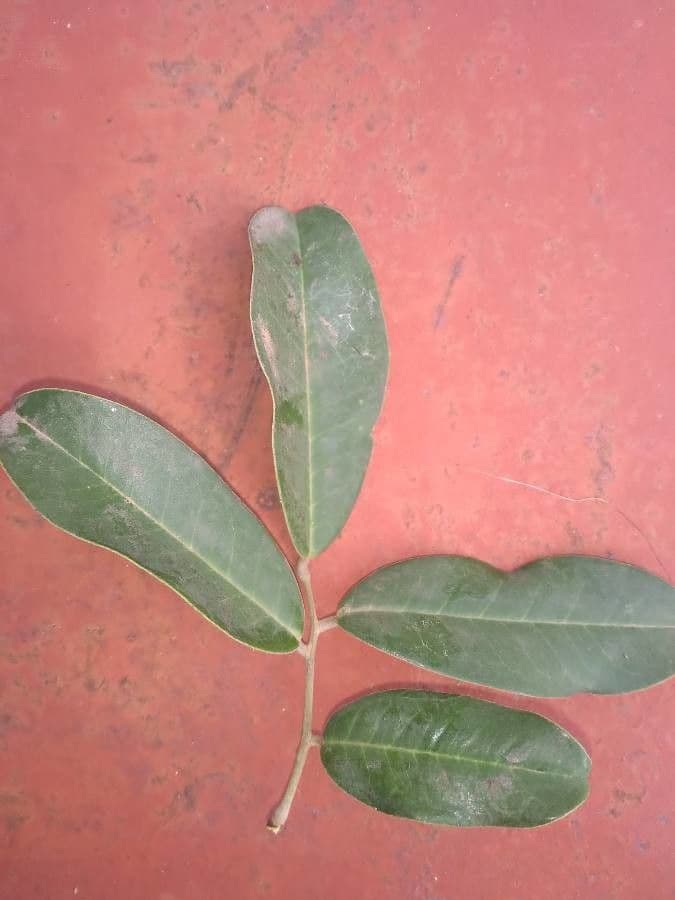 Dialium guineense 16
