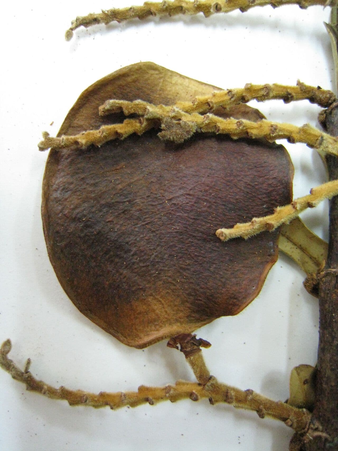 Macrolobium 2