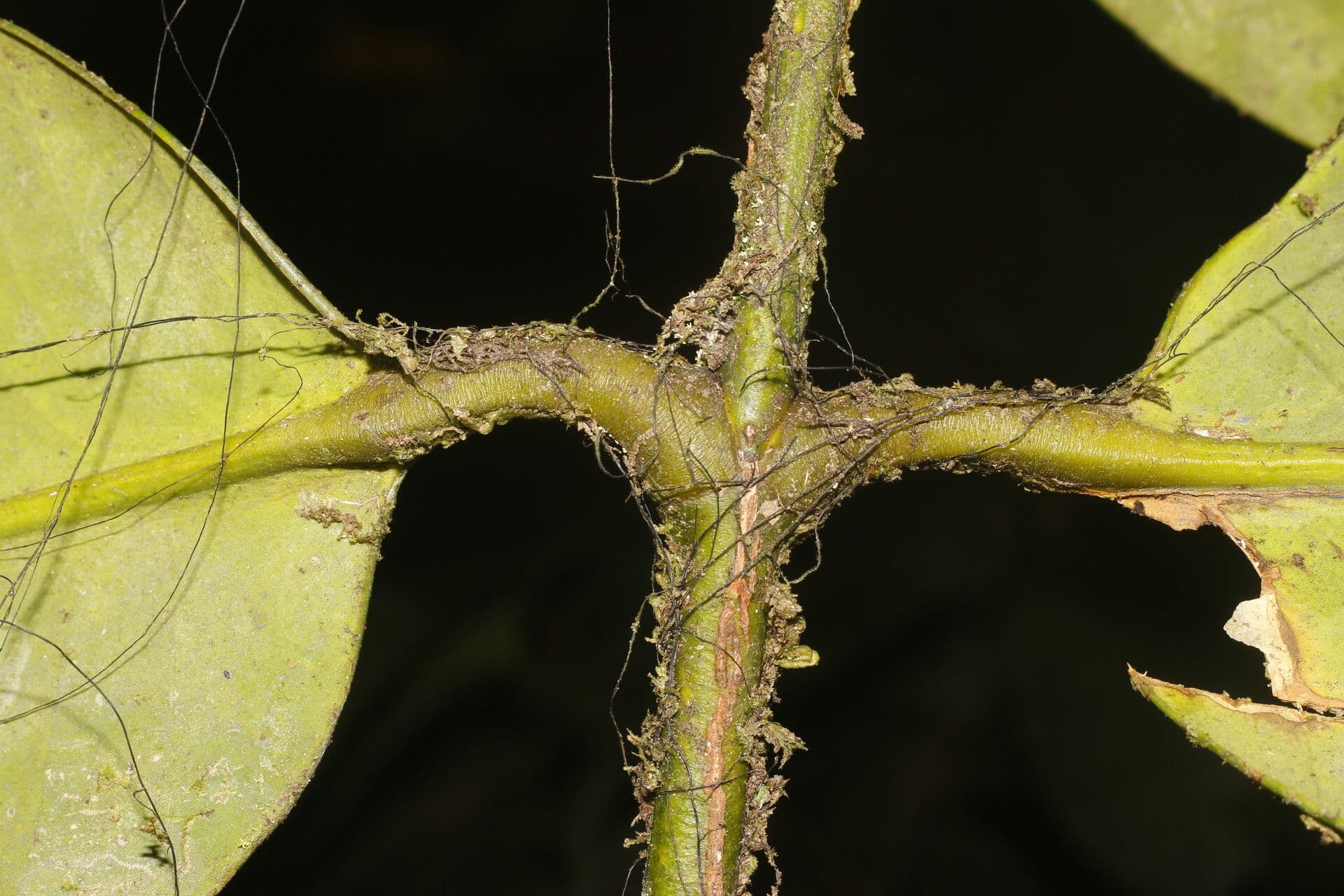 Garcinia 11