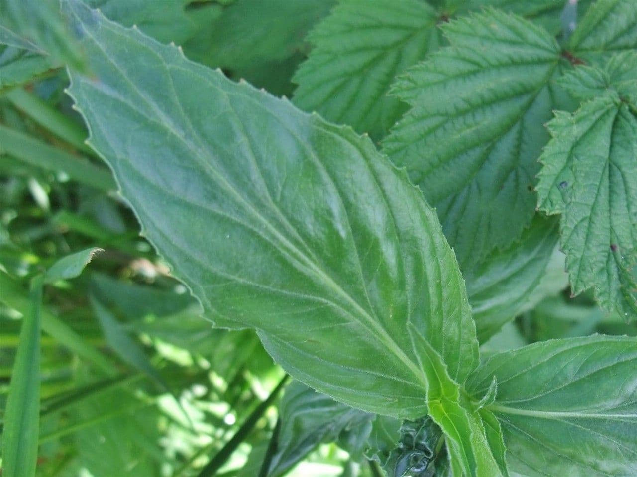 Epilobium alpestre 17