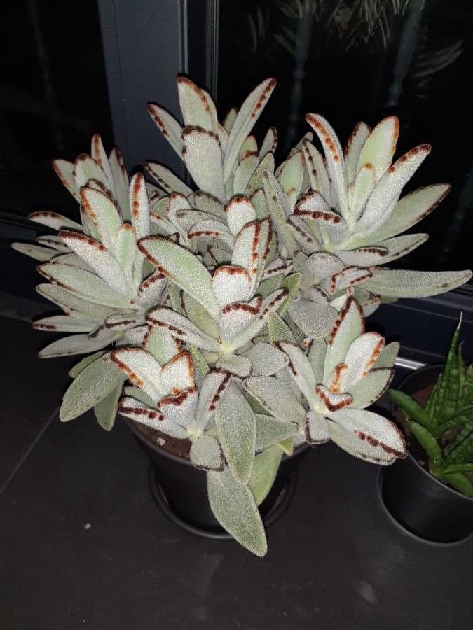 Pianta panda 9