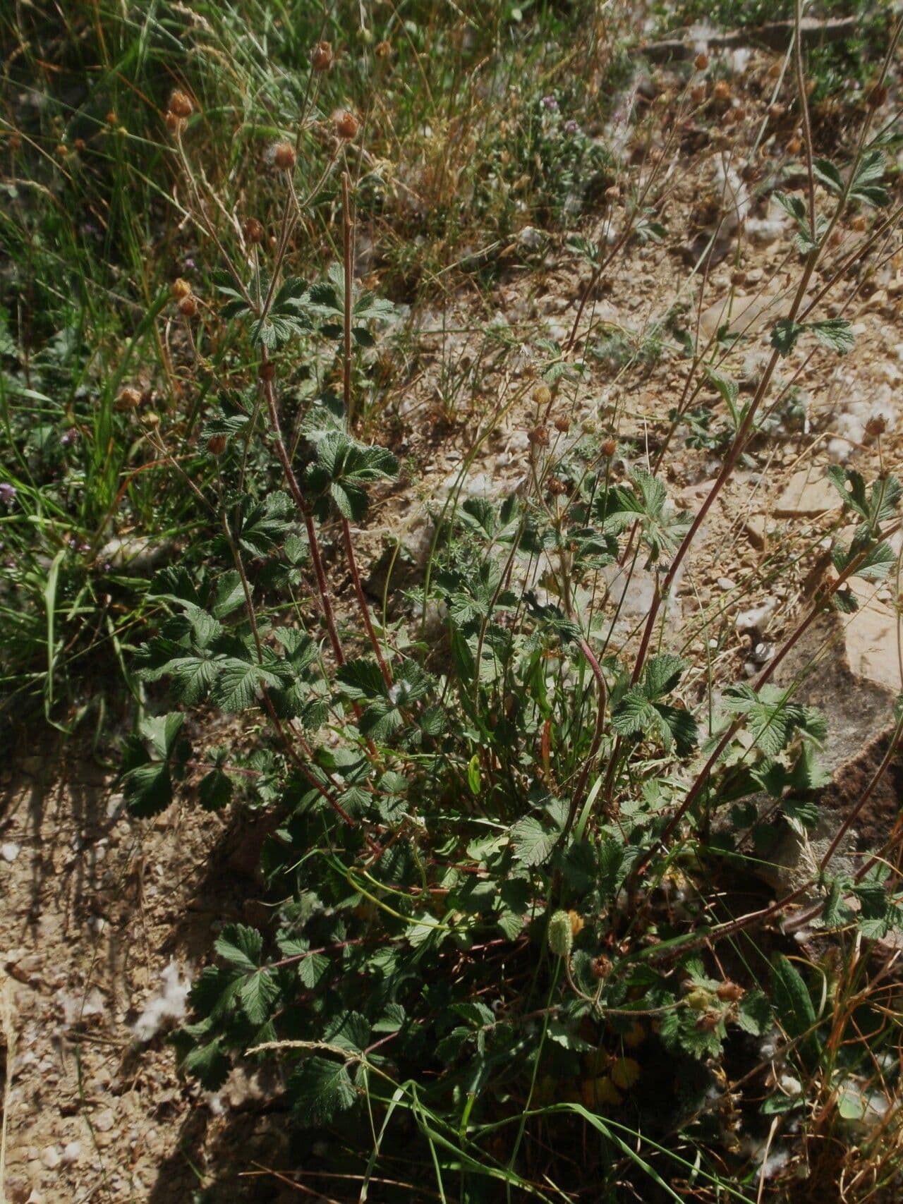 Cinquefoglie rupestre 9
