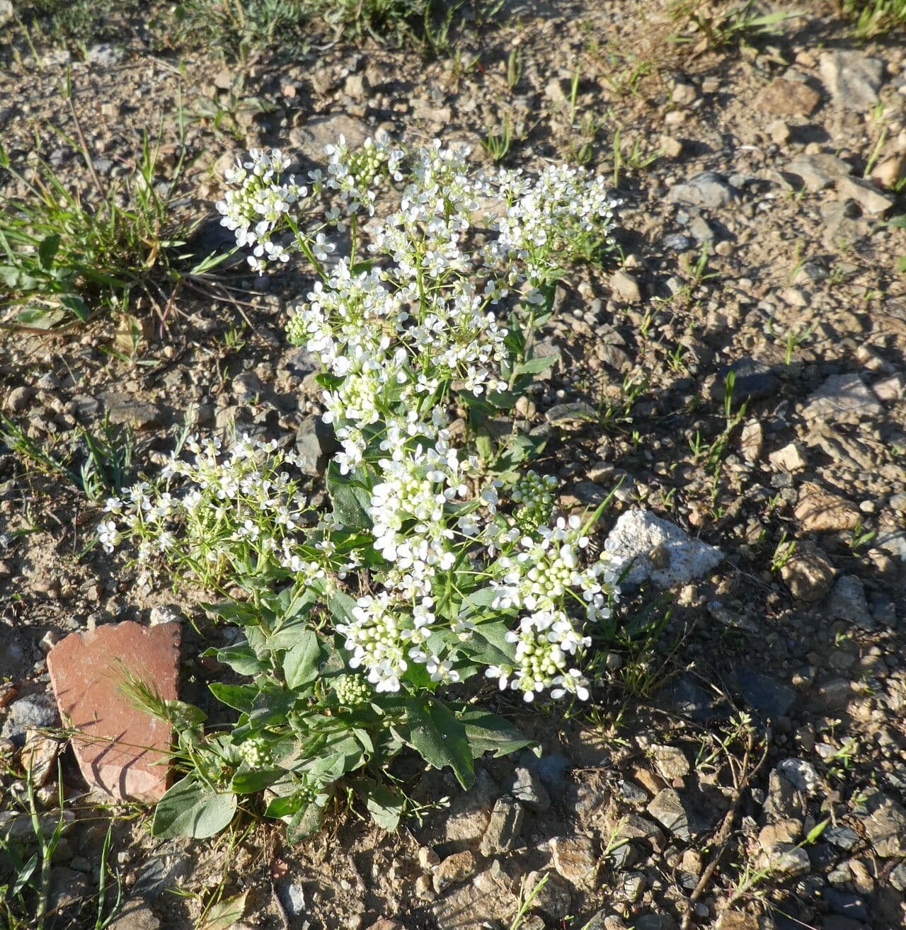 Draba 11
