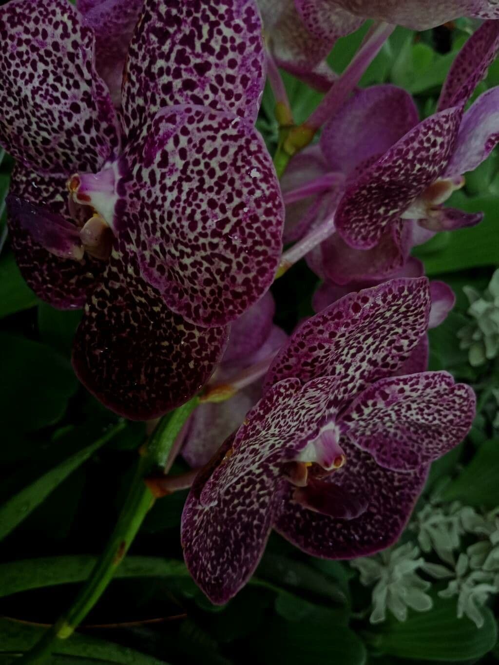 Vanda 2