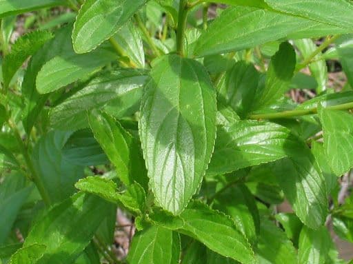 Ceanothus bylinný 14