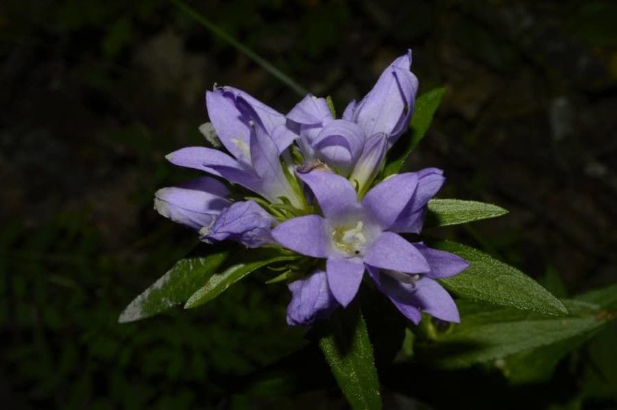 Campanula agglomerata 22