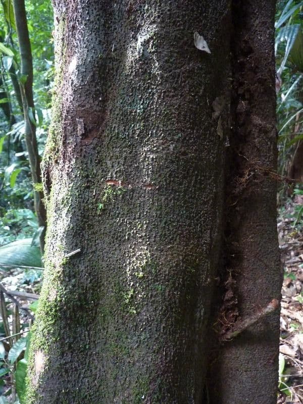 Ocotea