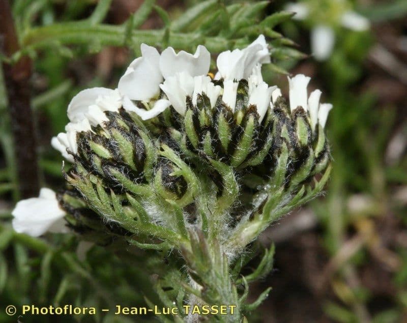 Achillea 3
