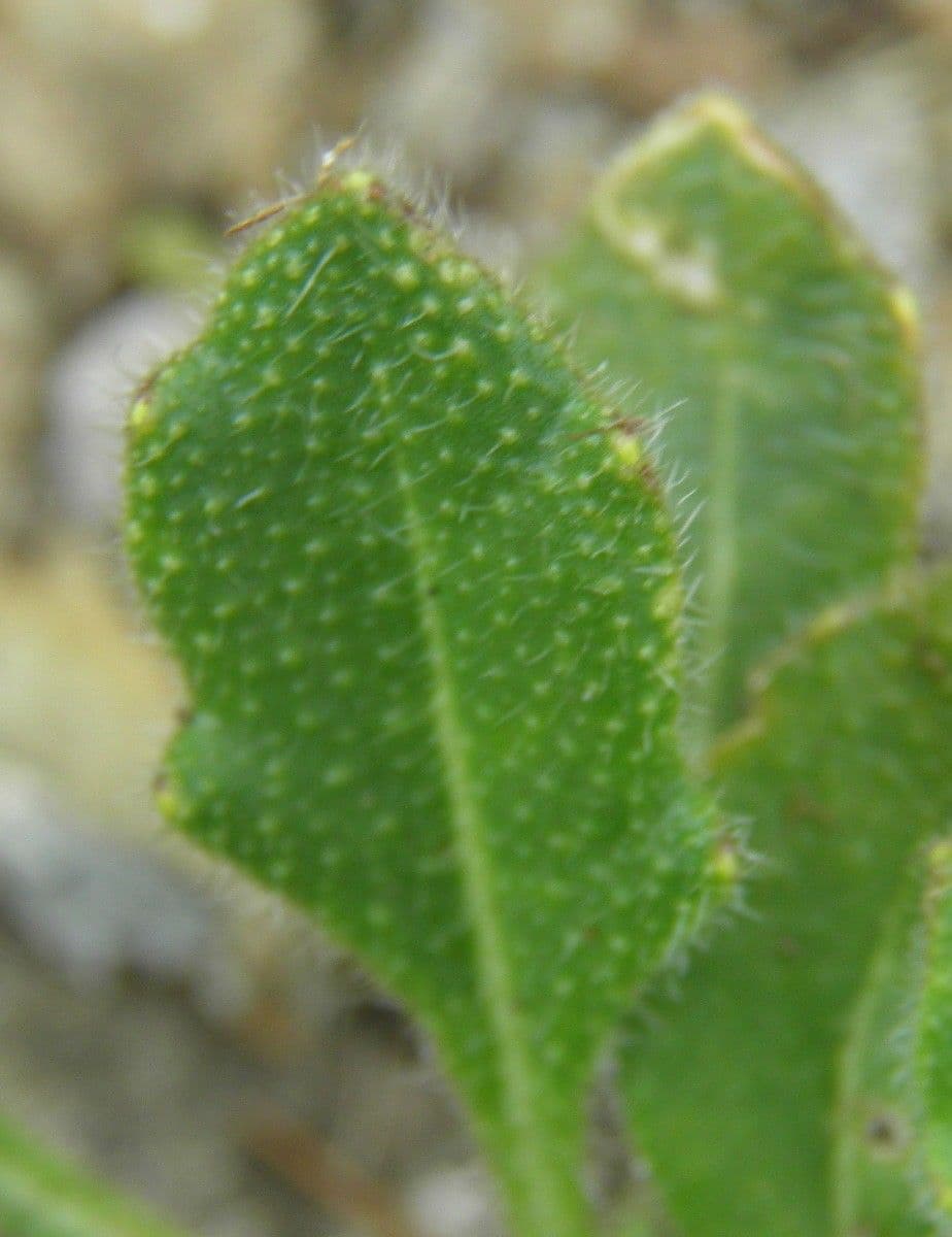 Biscutella arvernensis 16