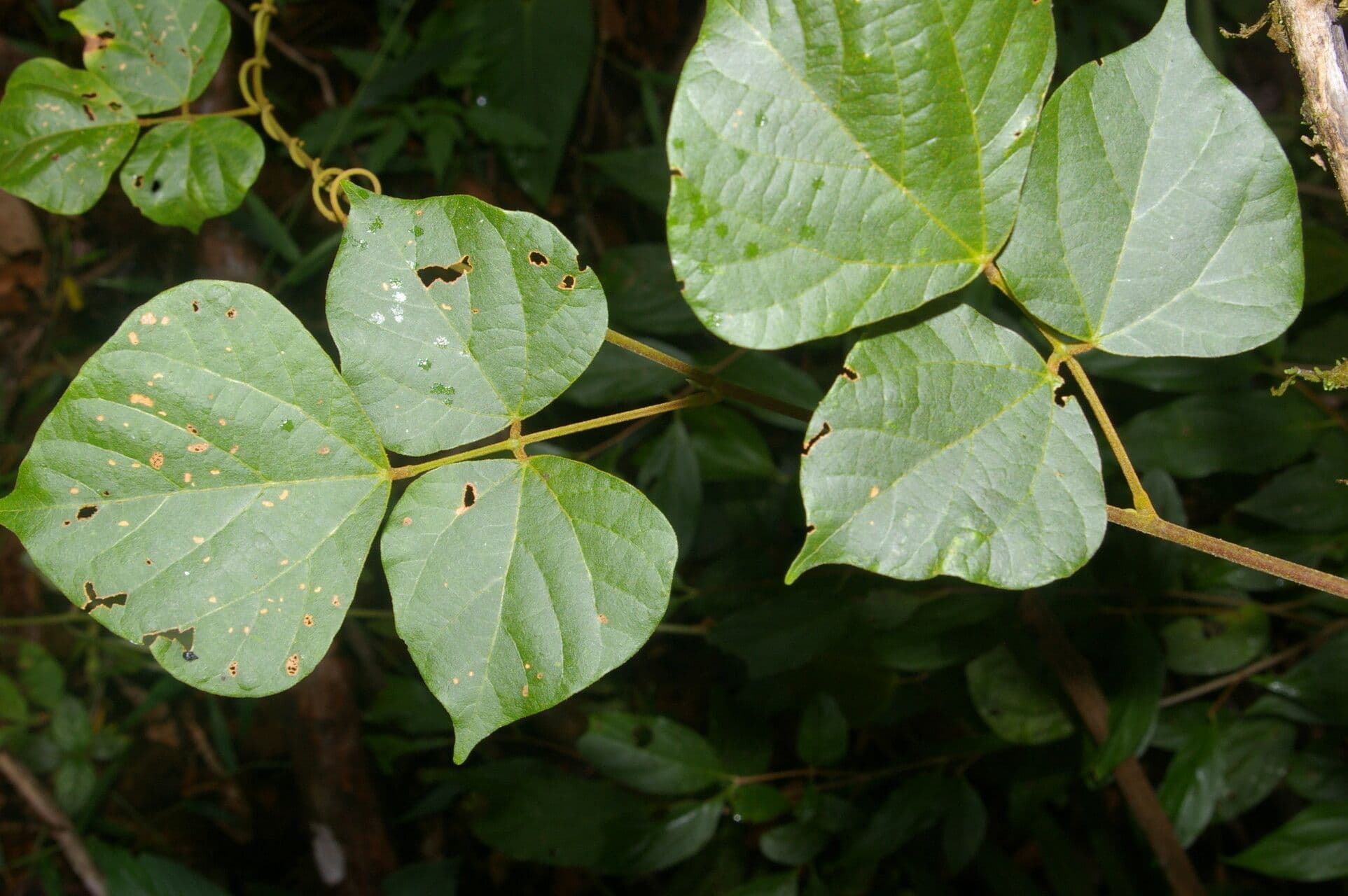 Rhynchosia 7