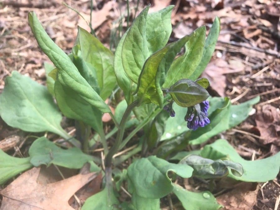 Virginisches Blauglöckchen 11