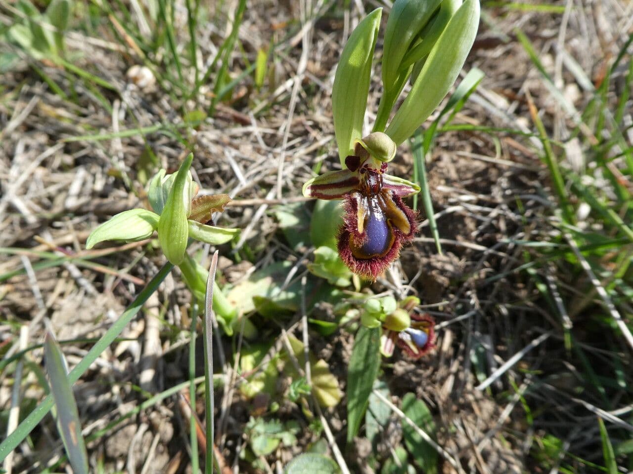 Ophrys speculum 15