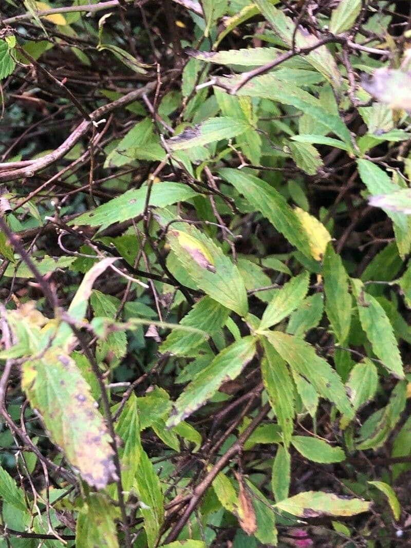 Spiraea di Billard 2
