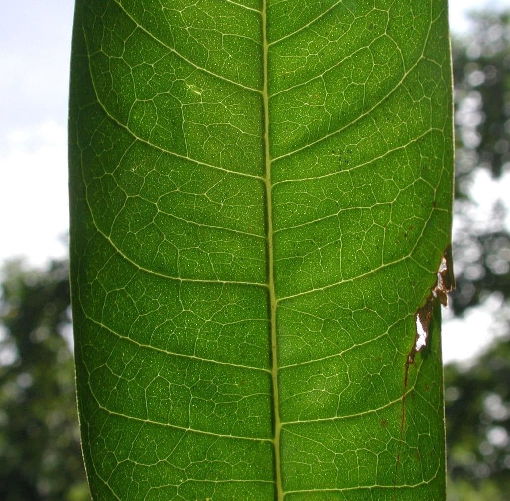 Zanthoxylum 8