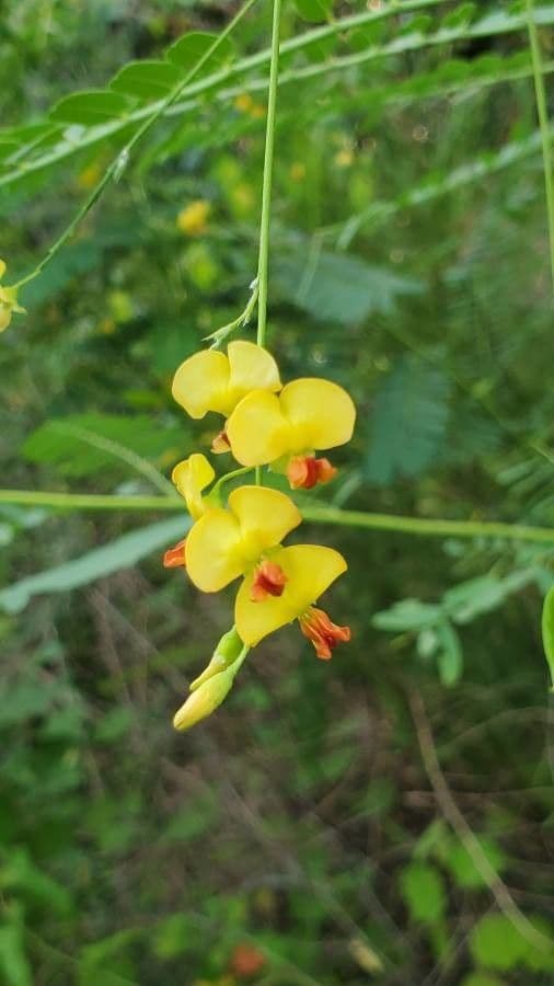 Sesbania herbacea 6