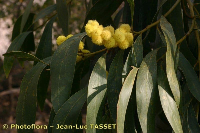 Mimosa dorata 27