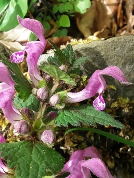 Falsa ortica macchiata 7