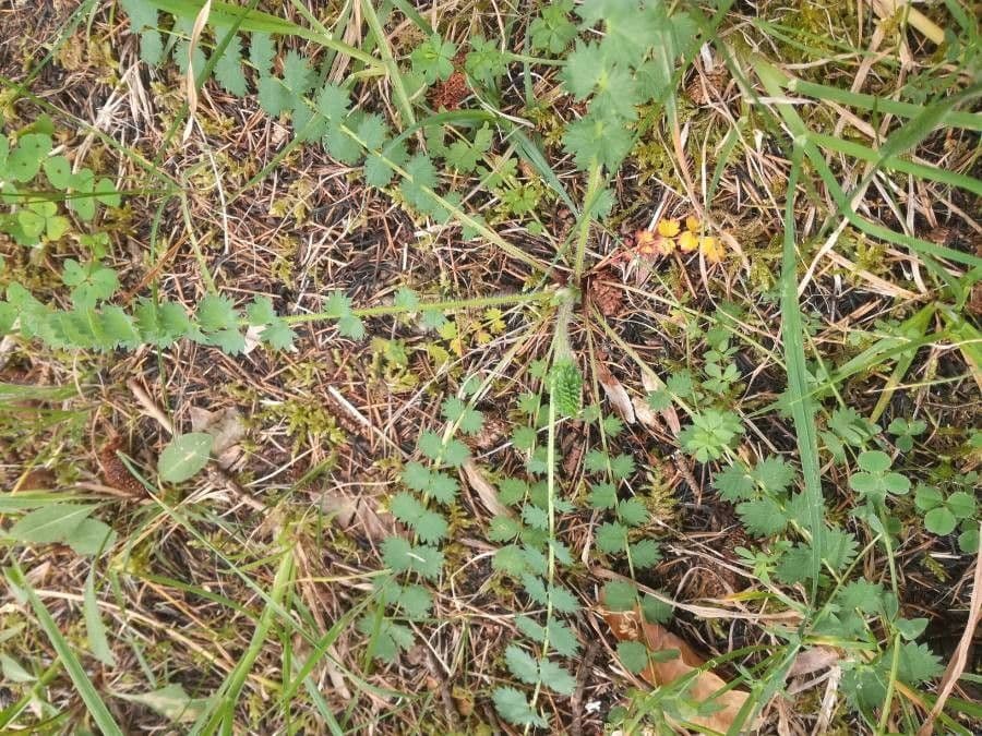 Coronilla coronata 17