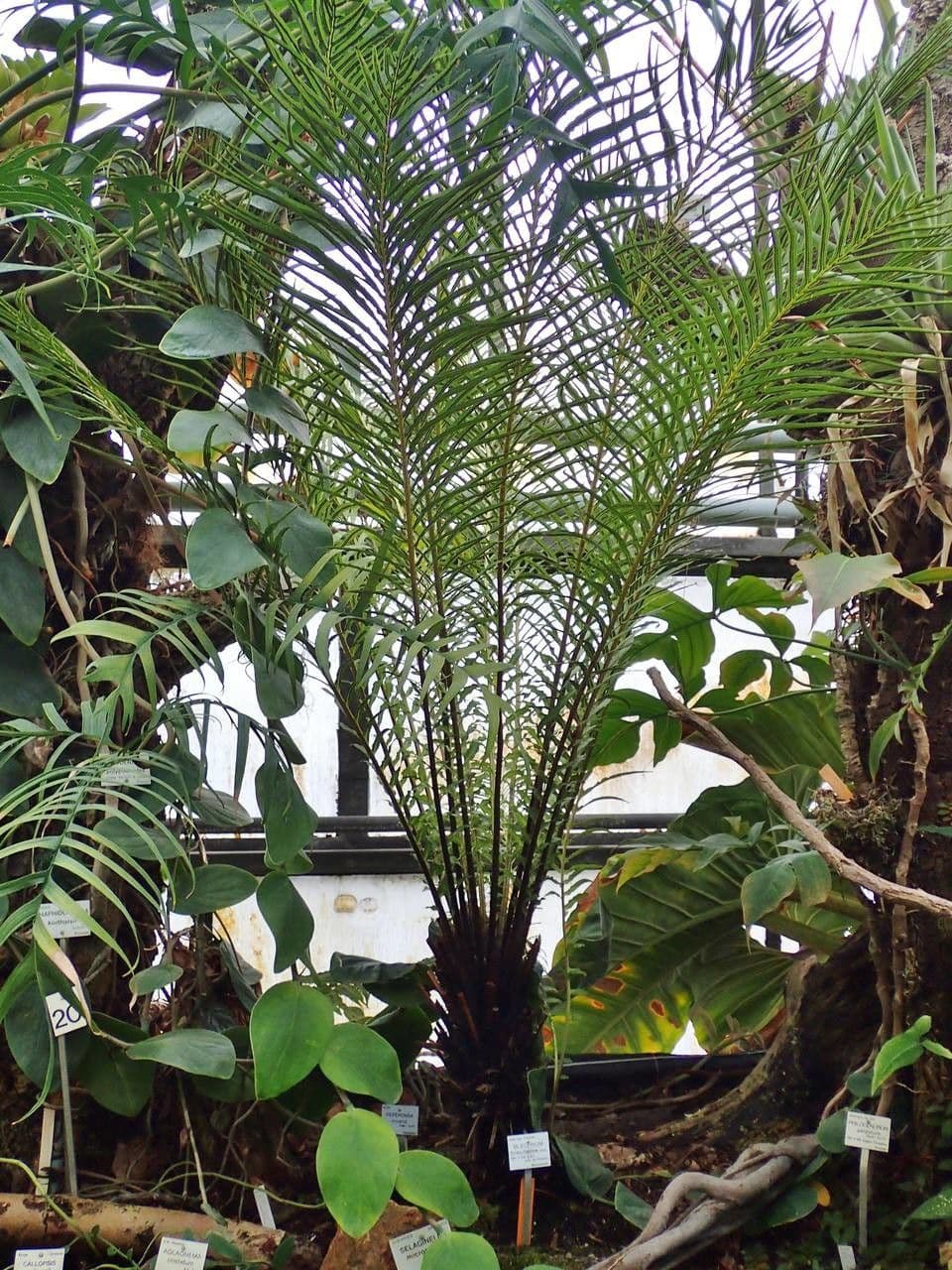 Blechnum 2