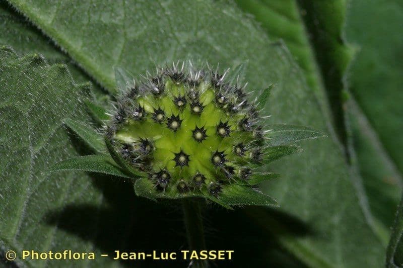 Knautia