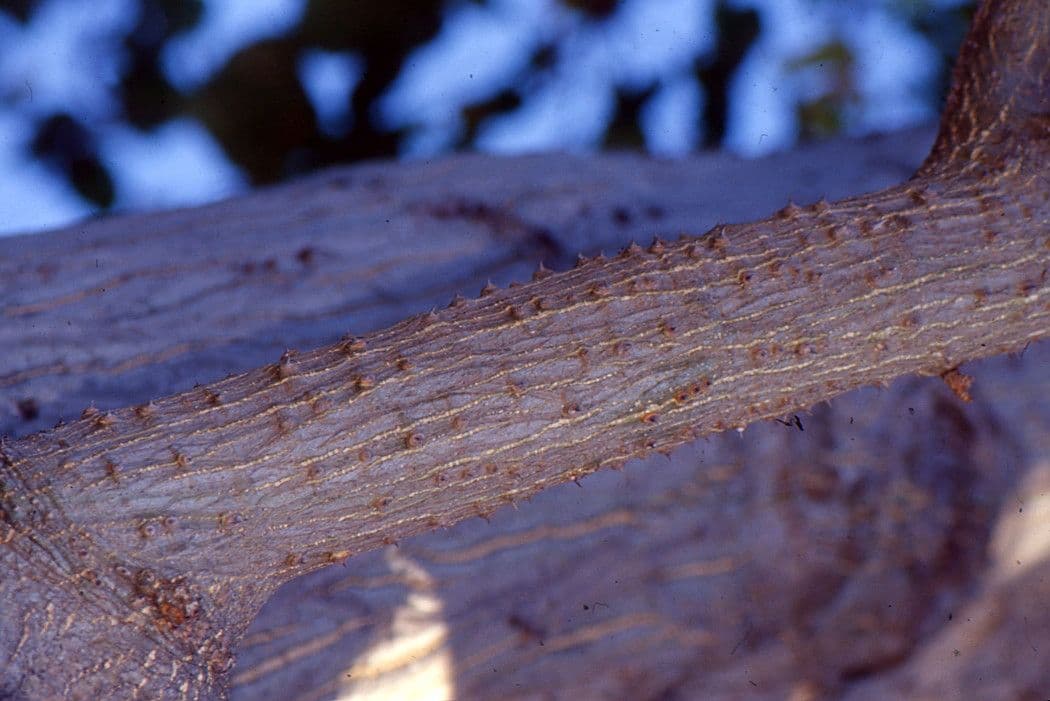 Eritrina variegata 21