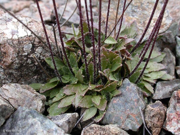 Arabis 4