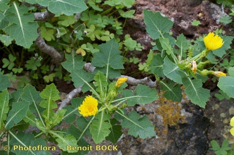 Lechuga 6