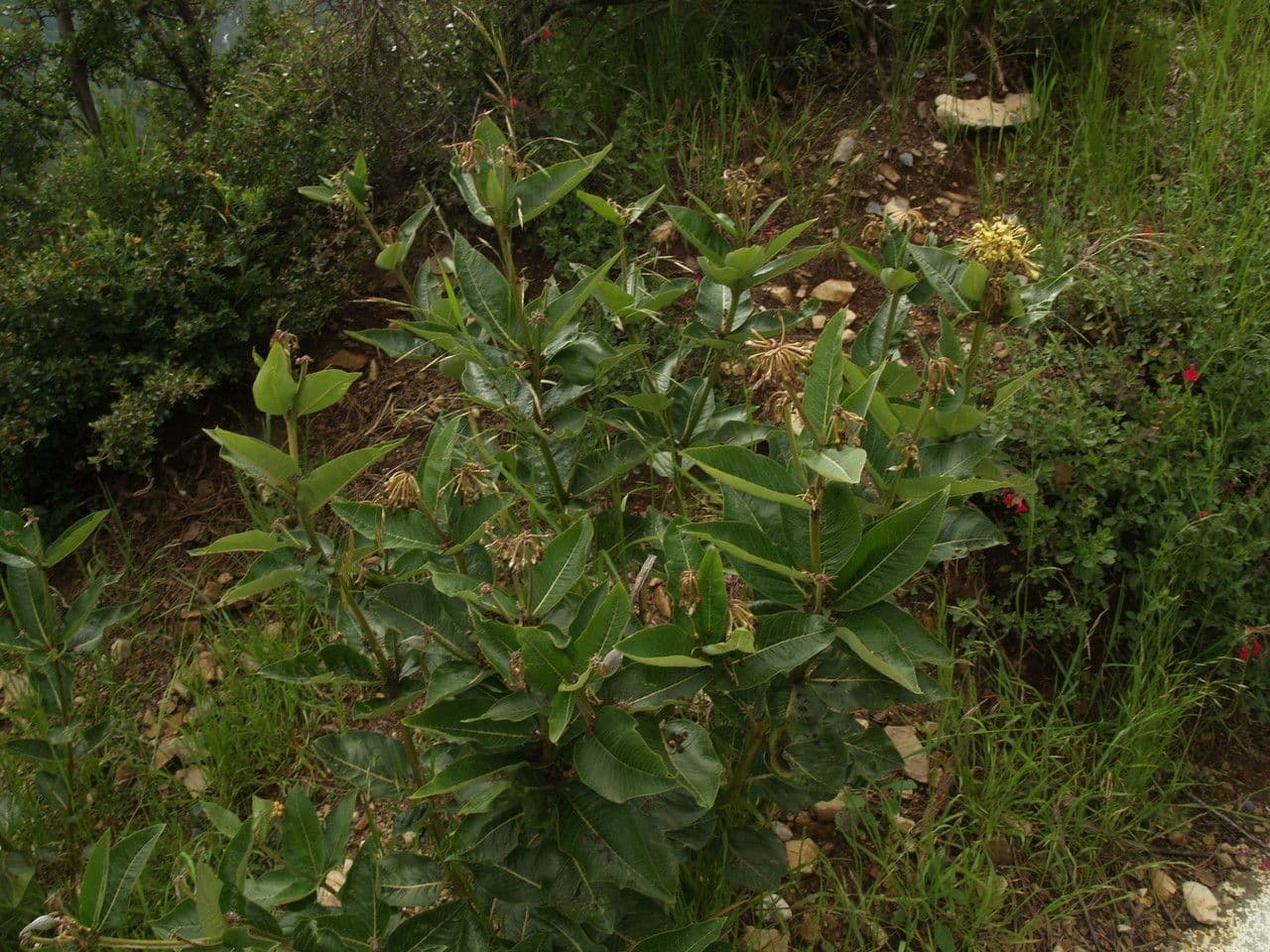 Asclepias lanuginosa 5