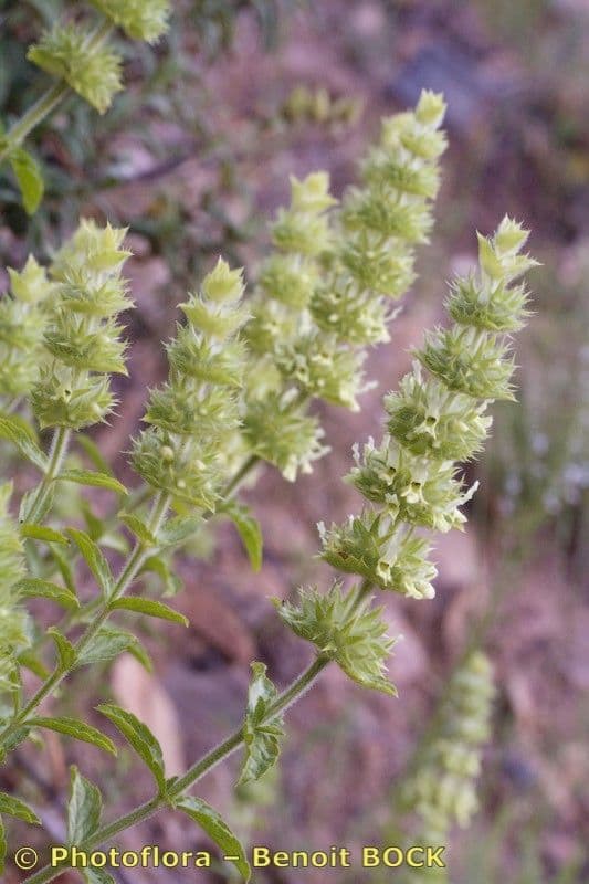 Sideritis 9