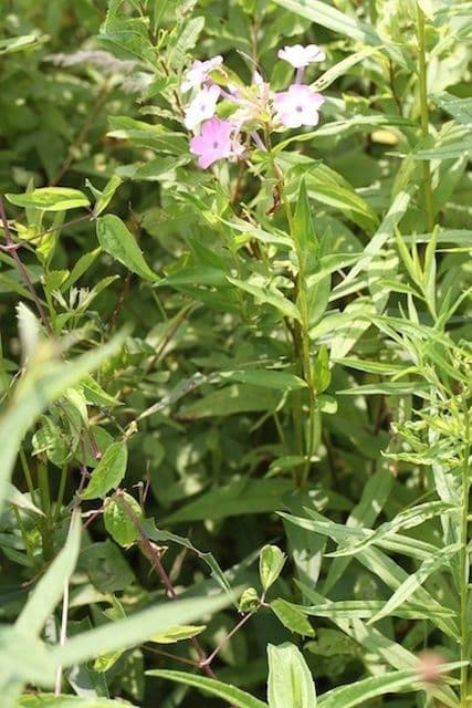Gefleckte Phlox 8