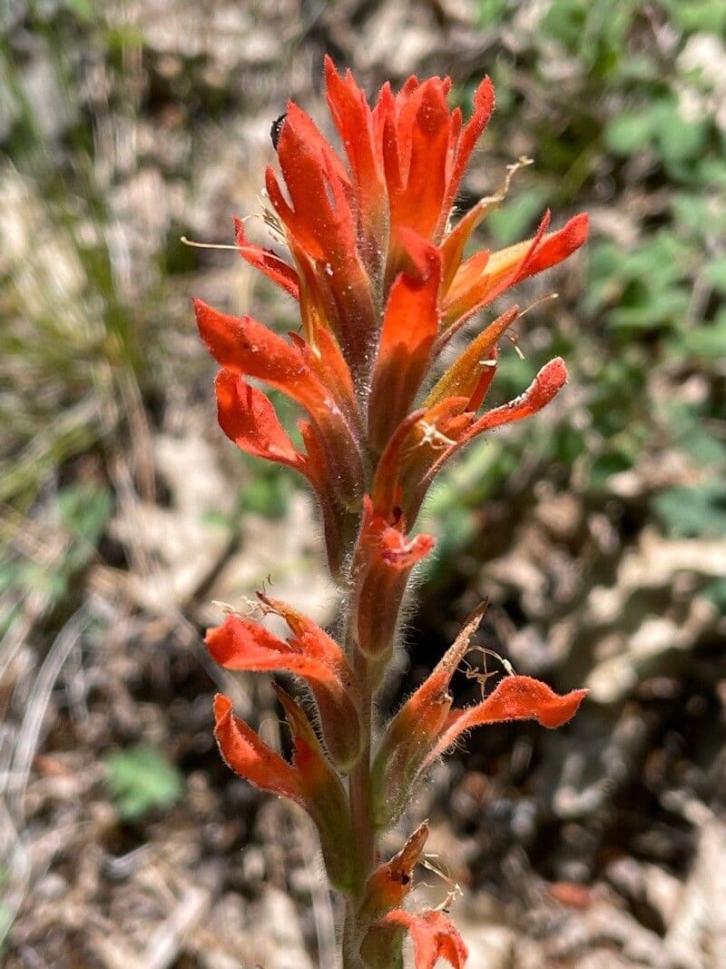 Castilleja 3