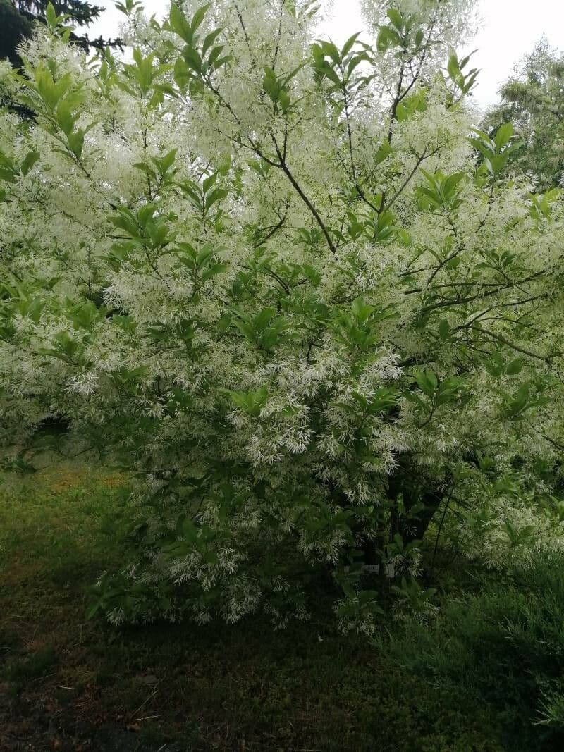 Chionanthus 27