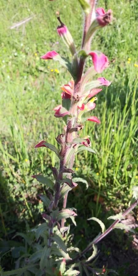 Castilleja 18