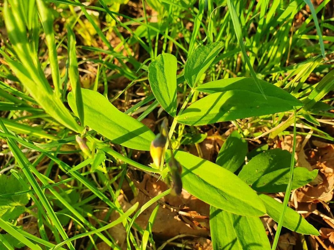 Groszek skrzydlasty 17