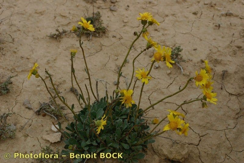 Senecione 5