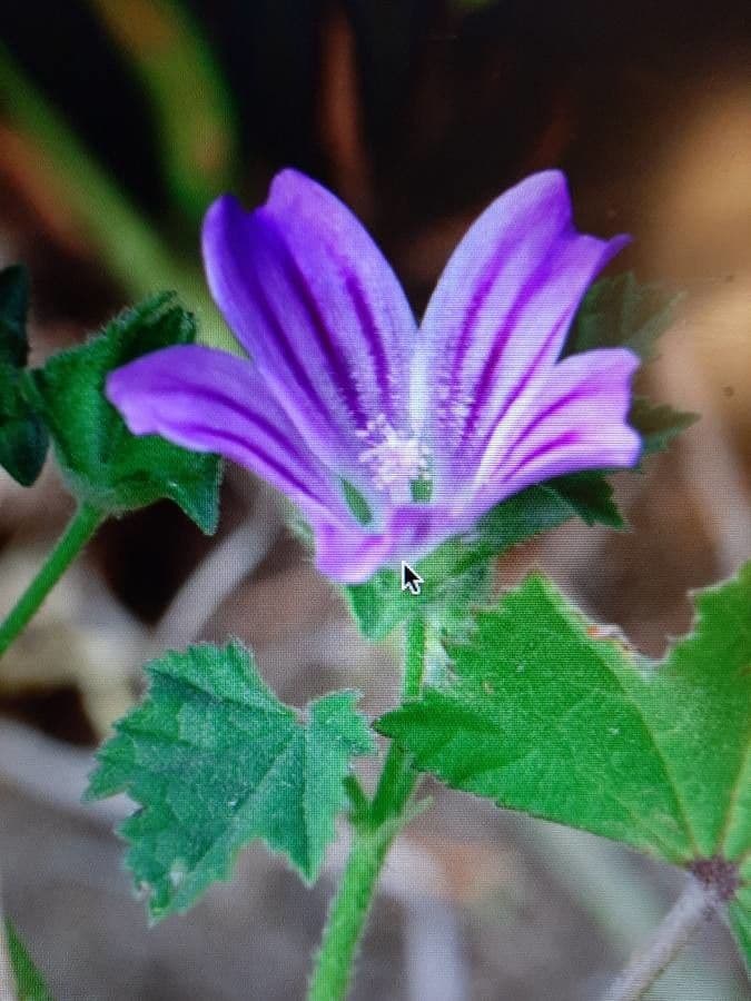 Malva multiflora 6