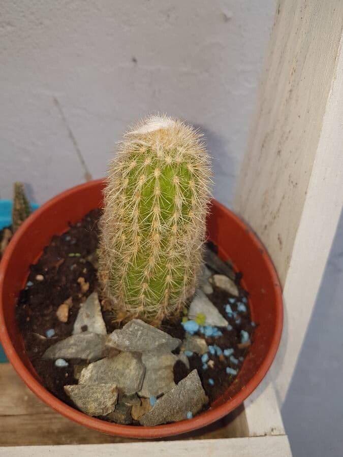 Espostoa lanata 3