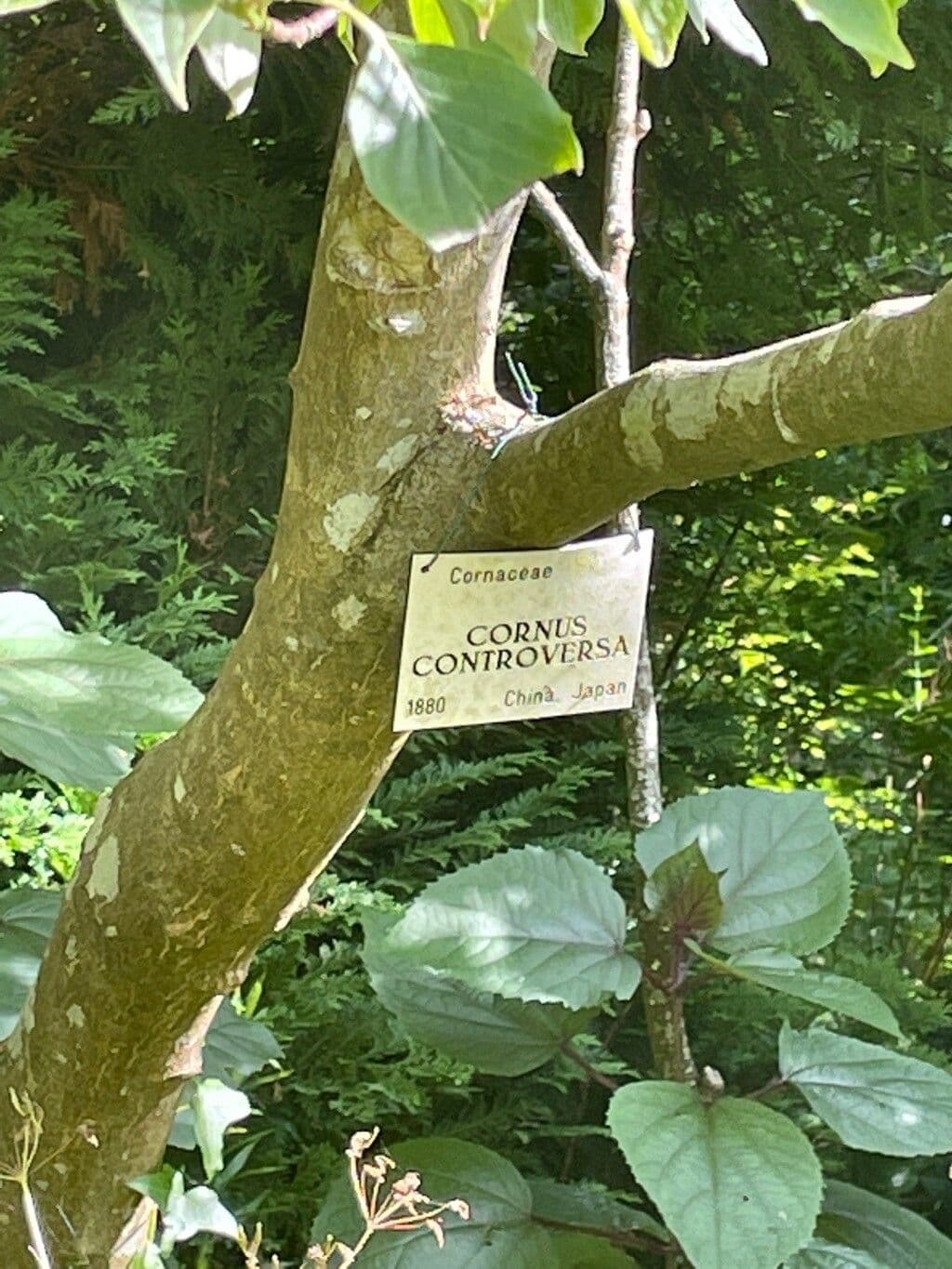 Dřín obrovský 25