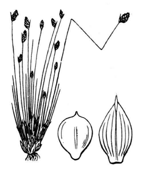 Junco de flor 18