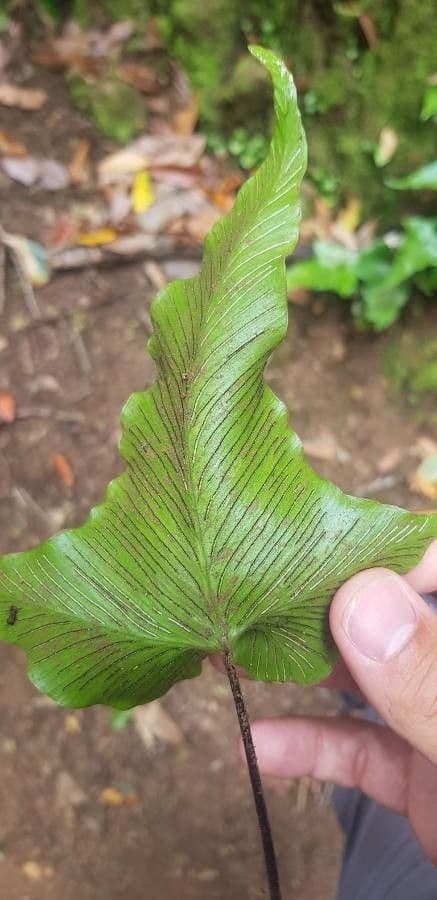 Asplenium hemionitis 16