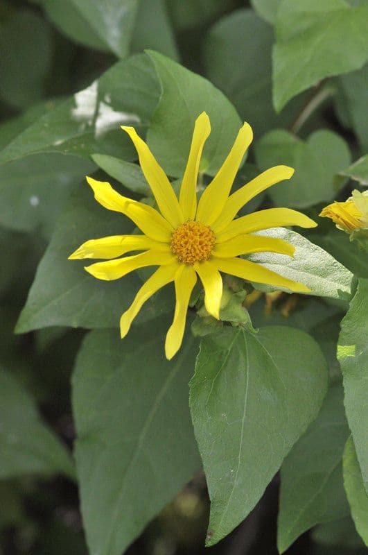 Venegasia